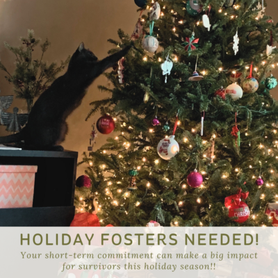 Holiday Fosters Needed